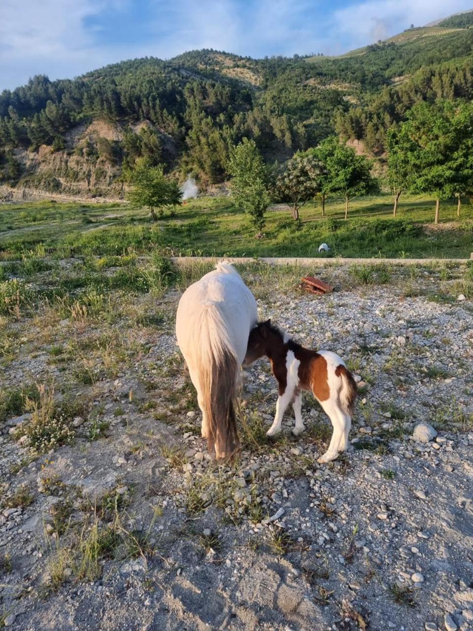 Willa Sancho Farm Albania Memaliaj Zewnętrze zdjęcie